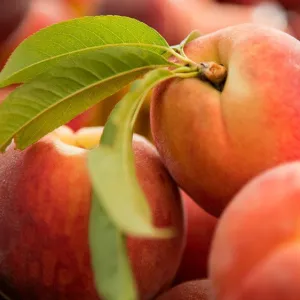 Chilton County Peaches Soy Candle Tin