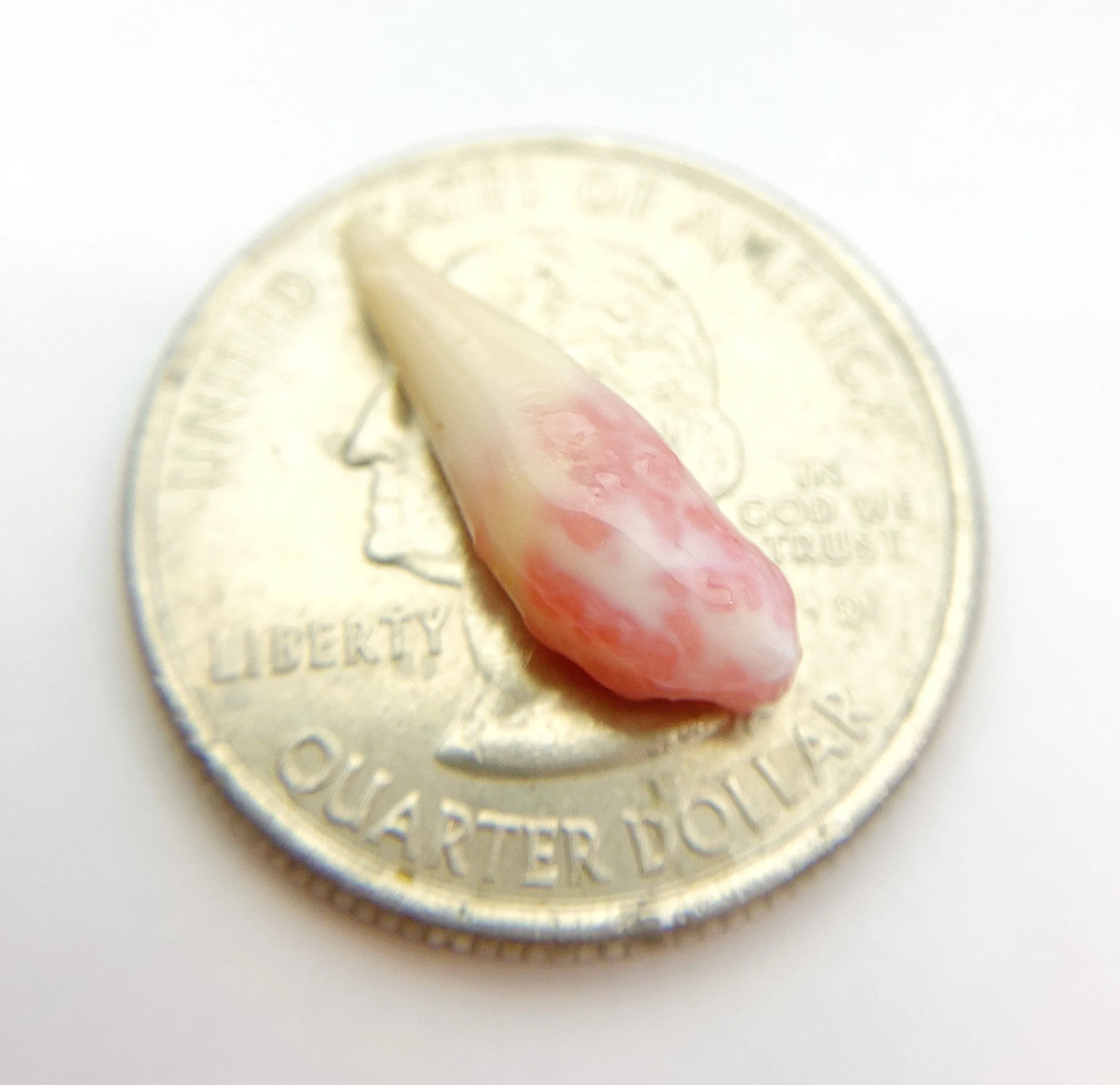Natural Conch Pearl (1B)