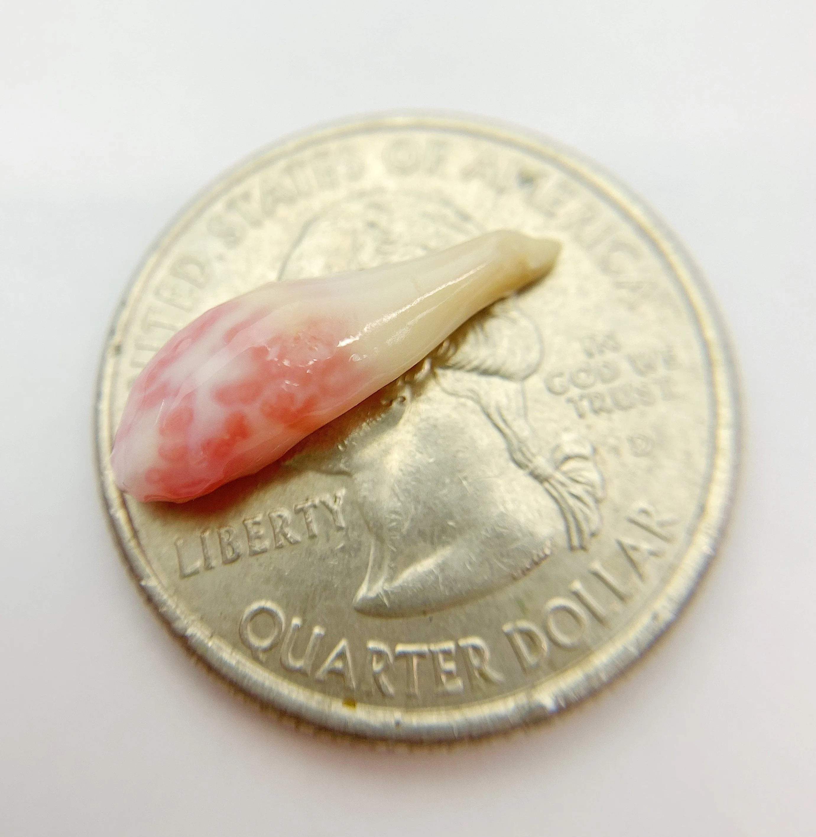 Natural Conch Pearl (1B)