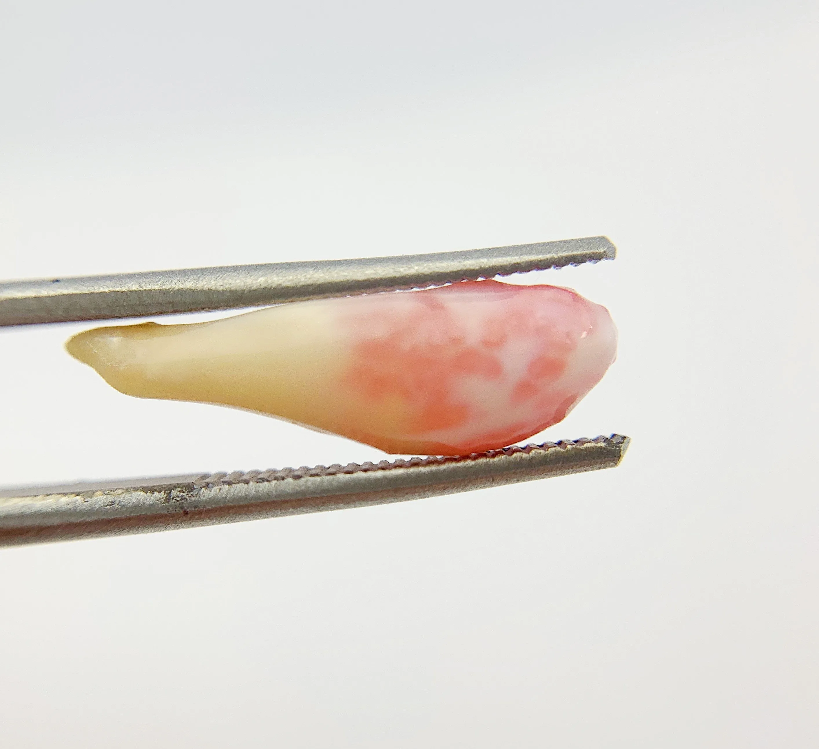 Natural Conch Pearl (1B)