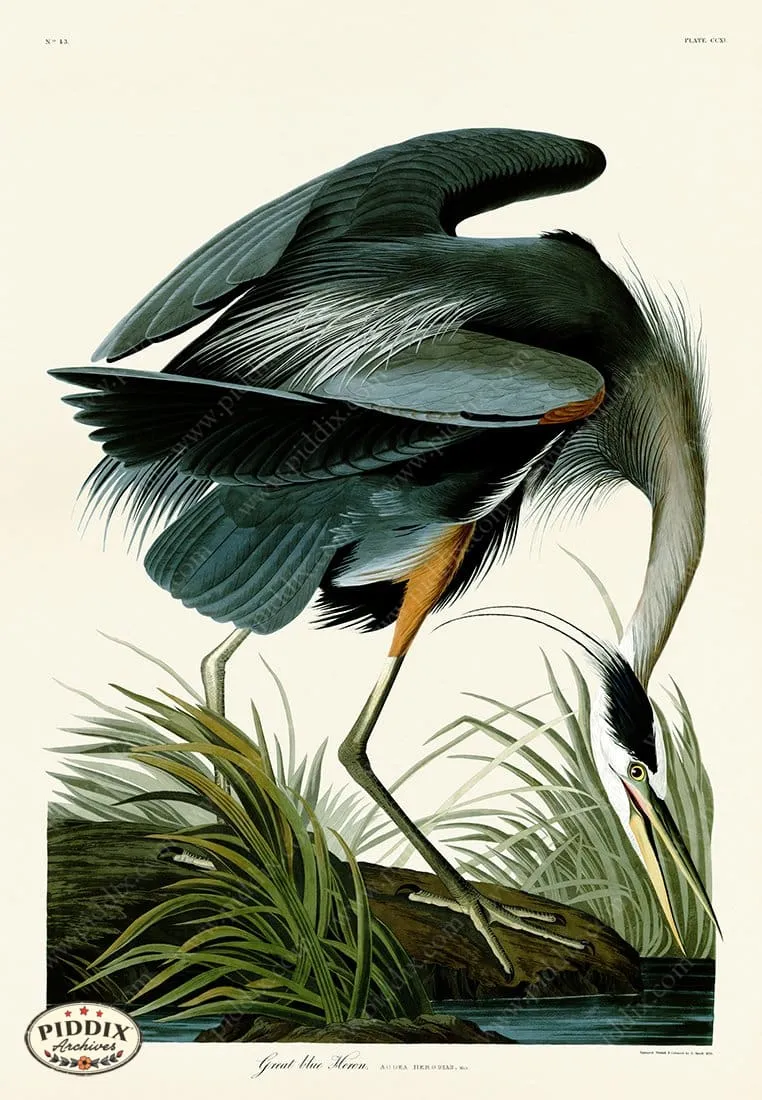 PDXC19868 -- Audubon Great Blue Heron