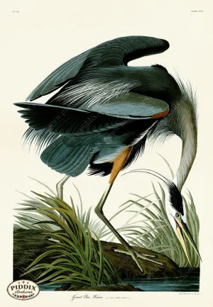 PDXC19868 -- Audubon Great Blue Heron
