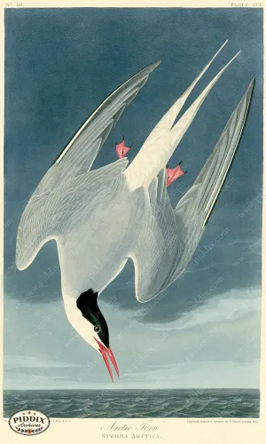 PDXC20786 -- Audubon Arctic Tern